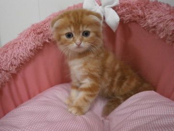 スコティッシュフォールド(折れ耳)【東京都・女の子・2017年6月21日・レッドタビー&ホワイト（長毛）】の写真「大人しい美人猫ちゃんです。」