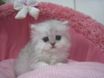 ペルシャ(チンチラ)【東京都・男の子・2019年3月28日・チンチラシルバー（長毛）】の写真「お目めクリクリの可愛い男の子です。」