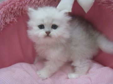 ペルシャ(チンチラ)【東京都・男の子・2019年2月4日・チンチラシルバー（長毛）】の写真「お目めクリクリの可愛い男の子です」