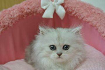 ペルシャ(チンチラ)【東京都・女の子・2020年3月14日・チンチラシルバー（長毛）】の写真「お目めキラキラの可愛い女の子」