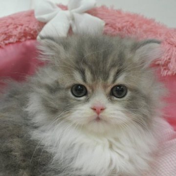 ミヌエット(長足)【東京都・男の子・2023年1月22日・ブルータビー&ホワイト（長毛）】の写真「人気のブルー系☆お目めクリクリ可愛い男の子」