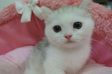 ミヌエット【東京都・男の子・2021年4月14日・シェーテッドシルバー（短毛）】の写真「足の短いお顔が真ん丸の可愛い男の子☆」