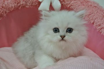 ペルシャ(チンチラ)【東京都・男の子・2020年3月14日・チンチラシルバー（長毛）】の写真「綺麗なお色の可愛い男の子」