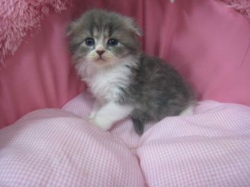 スコティッシュフォールド(折れ耳)【東京都・男の子・2018年3月25日・ブルータビー&ホワイト】の写真「珍しいお色の可愛い男の子です」