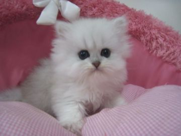 ペルシャ(チンチラ)【東京都・女の子・2018年3月25日・チンチラシルバー（長毛）】の写真「お目めクリクリの可愛い女の子です。」