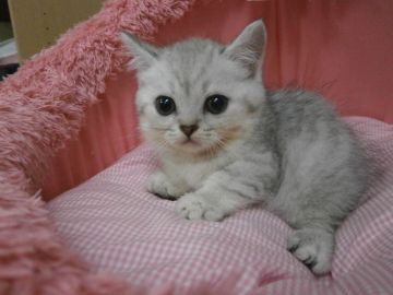 ミヌエット【東京都・女の子・2017年7月9日・シェーテッドシルバー（短毛）】の写真「お目めクリクリ美人猫ちゃん。」