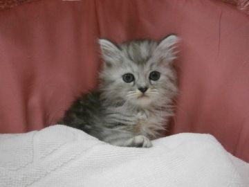 ミヌエット【東京都・女の子・2018年4月12日・シェーテッドシルバー（長毛）】の写真「お目めクリクリの可愛い女の子です。」