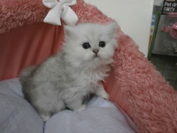 ペルシャ(チンチラ)【東京都・男の子・2016年9月25日・チンチラシルバー（長毛）】の写真「人懐っこく物おじしない子です。1頭限定早い者勝ち☆」