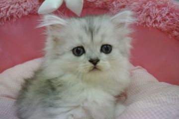 サイベリアン【東京都・女の子・2021年8月18日・シルバータビー&ホワイト（長毛）】の写真「お目めクリクリの可愛い女の子☆❤️」