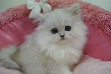 ペルシャ(チンチラ)【東京都・男の子・2021年8月27日・チンチラシルバー（長毛）】の写真「お目めキラキラの可愛い男の子☆」