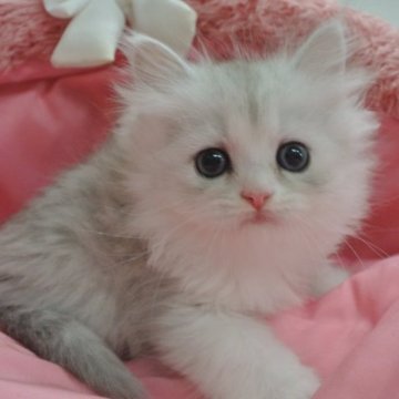 ミヌエット(長足)【東京都・女の子・2023年9月8日・シェーテッドシルバー（長毛）】の写真「お目めパッチリ可愛い女の子」