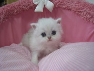 ペルシャ(チンチラ)【東京都・男の子・2018年11月2日・チンチラシルバー（長毛）】の写真「お目めパッチリの可愛い男の子です」