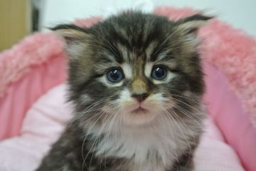 ノルウェージャンフォレストキャット【東京都・男の子・2021年1月23日・ブラウンタビー&ホワイト（長毛）】の写真「お目めクリクリの可愛い男の子☆💕」