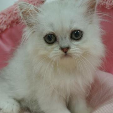 ペルシャ(チンチラ)【東京都・女の子・2022年7月3日・チンチラシルバー（長毛）】の写真「お目めクリクリの可愛い女の子❤️」
