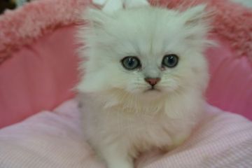 ペルシャ(チンチラ)【東京都・女の子・2021年5月18日・チンチラシルバー（長毛）】の写真「お目めパッチリの可愛い女の子☆❤️」