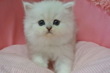 ペルシャ(チンチラ)【東京都・女の子・2020年2月11日・チンチラシルバー（長毛）】の写真「お顔が真ん丸の可愛い女の子です」