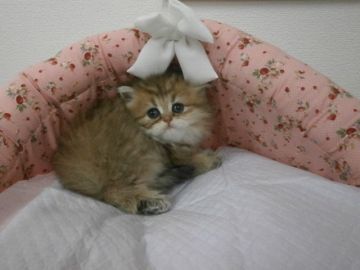 ペルシャ(チンチラ)【東京都・女の子・2015年11月6日・チンチラゴールデン（長毛）】の写真「おっとりな女の子です。」
