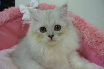 ペルシャ(チンチラ)【東京都・男の子・2021年5月8日・チンチラシルバー（長毛）】の写真「お目めパッチリの可愛い男の子☆💕」