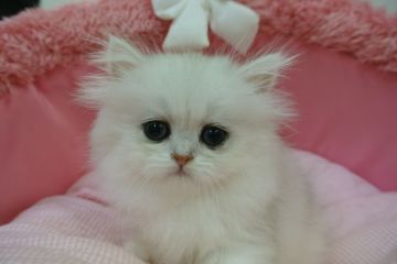 ペルシャ(チンチラ)【東京都・女の子・2021年6月6日・チンチラシルバー（長毛）】の写真「お目めパッチリの可愛い女の子☆」