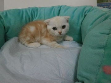 スコティッシュフォールド【東京都・男の子・2016年7月4日・カメオタビー（短毛）】の写真「」