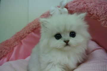 ペルシャ(チンチラ)【東京都・男の子・2021年10月31日・チンチラシルバー（長毛）】の写真「お目めクリクリの可愛い男の子☆」