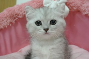 ミヌエット【東京都・女の子・2020年5月7日・シェーテッドシルバー（短毛）】の写真「お顔が真ん丸の可愛い女の子☆」