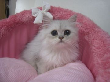 ペルシャ(チンチラ)【東京都・男の子・2019年5月12日・チンチラシルバー（長毛）】の写真「お目めクリクリの可愛い男の子」