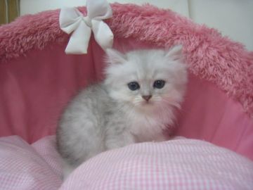 ペルシャ(チンチラ)【東京都・男の子・2018年8月1日・チンチラシルバー（長毛）】の写真「お目めクリクリの可愛い男の子です。」