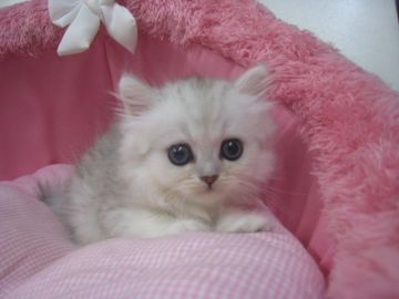 ペルシャ(チンチラ)【東京都・男の子・2019年7月24日・チンチラシルバー（長毛）】の写真「お目めクリクリの可愛い男の子。」