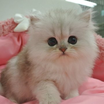 ペルシャ(チンチラ)【東京都・男の子・2024年5月23日・チンチラシルバー（長毛）】の写真「お目めクリクリの可愛い男の子」