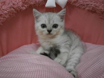 ミヌエット【東京都・女の子・2017年7月9日・シェーテッドシルバー（短毛）】の写真「お目めクリクリの可愛い女の子です」