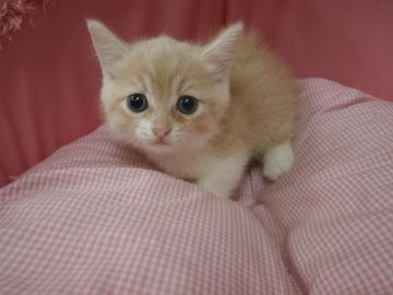 ミヌエット【東京都・男の子・2017年8月10日・クリームタビー&ホワイト（短毛）】の写真「足の短いお目めクリクリの可愛い男の子です」