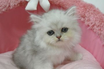 ペルシャ(チンチラ)【東京都・男の子・2020年5月30日・チンチラシルバー（長毛）】の写真「お目めクリクリ可愛い男の子です。」