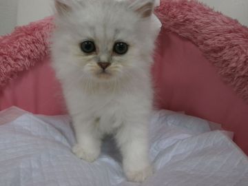 ペルシャ(チンチラ)【東京都・女の子・2017年7月20日・チンチラシルバー】の写真「人懐っこくてお目めクリクリ可愛い女の子です。」