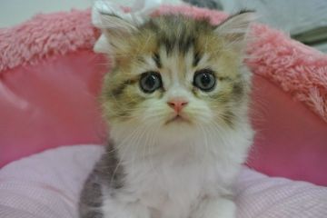 サイベリアン【東京都・男の子・2021年8月18日・ブラウンタビー&ホワイト（長毛）】の写真「お目めパッチリの可愛い男の子💕」