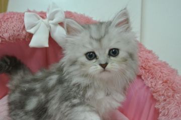 ペルシャ(チンチラ)【東京都・女の子・2020年5月30日・チンチラシルバー（長毛）】の写真「お目めパッチリの可愛い女の子☆」