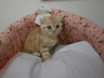 スコティッシュフォールド【東京都・男の子・2015年8月30日・レッドタビー（短毛）】の写真「おっとりした男の子です☆」