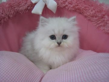 ペルシャ(チンチラ)【東京都・女の子・2018年3月24日・チンチラシルバー（長毛）】の写真「お色の綺麗な美人猫ちゃんです。」