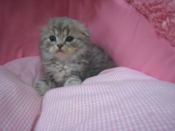 スコティッシュフォールド(折れ耳)【東京都・男の子・2018年3月25日・ブルータビー&ホワイト】の写真「パッチリお目めのイケメンの男の子です。」