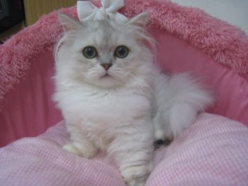 ミヌエット【東京都・女の子・2019年4月16日・シェーテッドシルバー（長毛）】の写真「足の短い超大人しくてお利口さんの女の子☆」