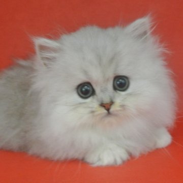 ペルシャ(チンチラ)【東京都・男の子・2024年2月13日・チンチラシルバー（長毛）】の写真「お目めパッチリ可愛い男の子☆」