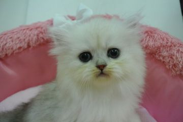 ペルシャ(チンチラ)【東京都・女の子・2021年10月21日・チンチラシルバー（長毛）】の写真「お目めクリクリの可愛い女の子☆💕」