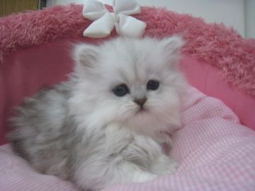 ペルシャ(チンチラ)【東京都・女の子・2019年1月17日・チンチラシルバー（長毛）】の写真「お目めパッチリの可愛い女の子。」