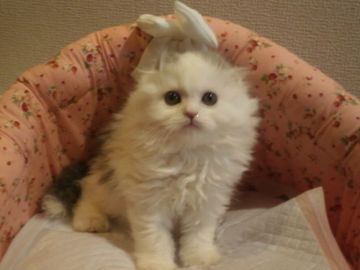 スコティッシュフォールド【東京都・男の子・2015年10月15日・ブルー&ホワイト（長毛）】の写真「レアカラーのブルー＆ホワイトです☆早い者勝ち！！」