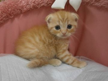 スコティッシュフォールド(折れ耳)【東京都・男の子・2017年8月24日・レッドタビー】の写真「顔がまんまるでお目めもまんまるです。」