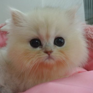 ペルシャ(チンチラ)【東京都・女の子・2024年2月2日・チンチラシルバー（長毛）】の写真「お目めパッチリ可愛い女の子」