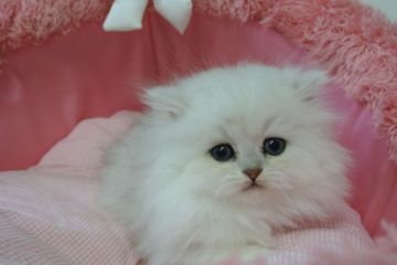 ペルシャ(チンチラ)【東京都・男の子・2019年11月29日・チンチラシルバー（長毛）】の写真「お目めキラキラの可愛い男の子」
