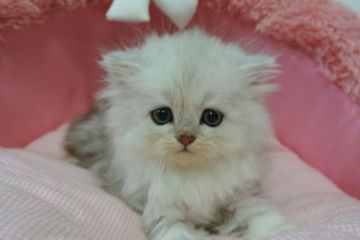 エキゾチックロングヘア【東京都・男の子・2019年9月27日・シェーテッドシルバー（長毛）】の写真「お目めキラキラの可愛い可愛い男の子☆」