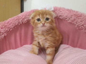 スコティッシュフォールド(折れ耳)【東京都・女の子・2017年7月29日・レッドタビー（長毛）】の写真「とても大人しい男の子です。」