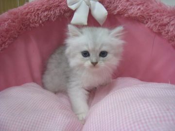 ペルシャ(チンチラ)【東京都・女の子・2018年8月1日・チンチラシルバー（長毛）】の写真「可愛くて大人しい女の子です。」